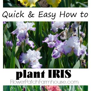 Get tons of gorgeous blooms by following this easy step by step of how to plant Iris successfully, FlowerPatchFarmhouse.com