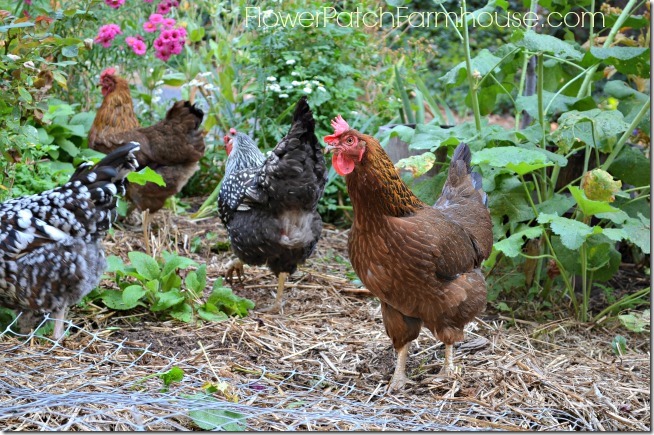Chickens in the garden, FlowerPatchFarmhouse.com