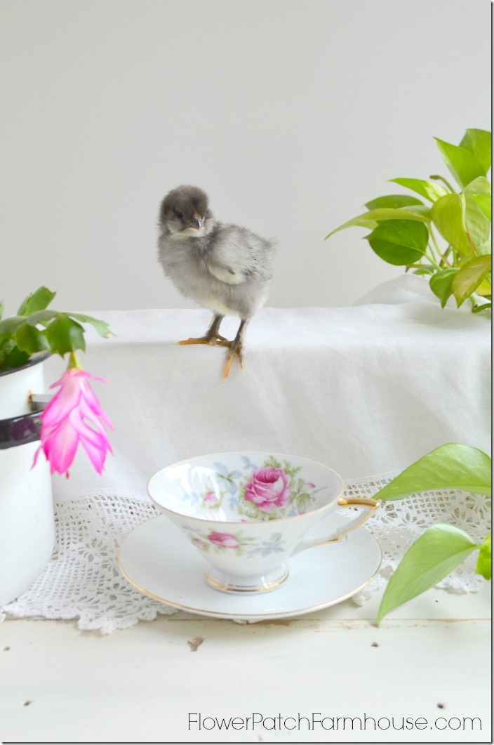 Spring in a Tea Cup