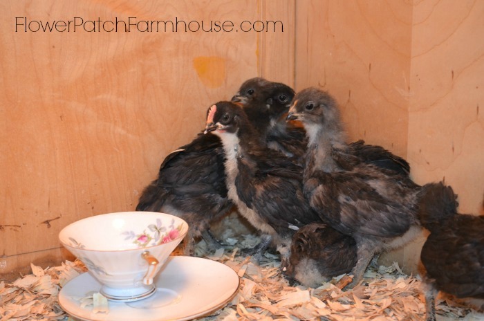 chicks in brooder