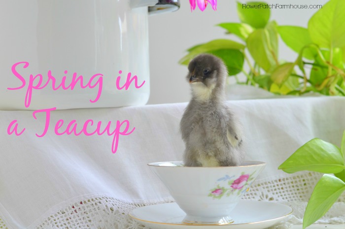 Spring chick in teacup, FlowerPatchFarmhouse.com