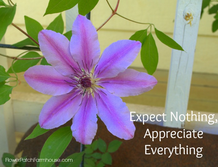 Nelly Moser clematis with quote