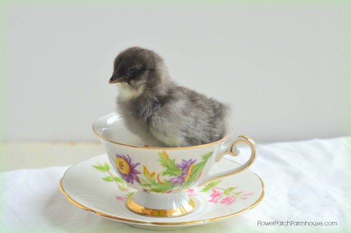 chick in a teacup