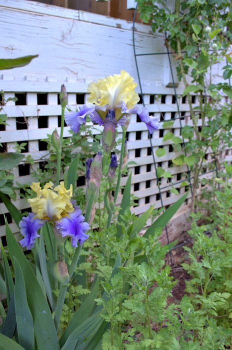 iris lavender yellow