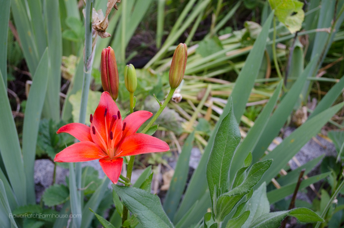 Red orange Asiatic Lily