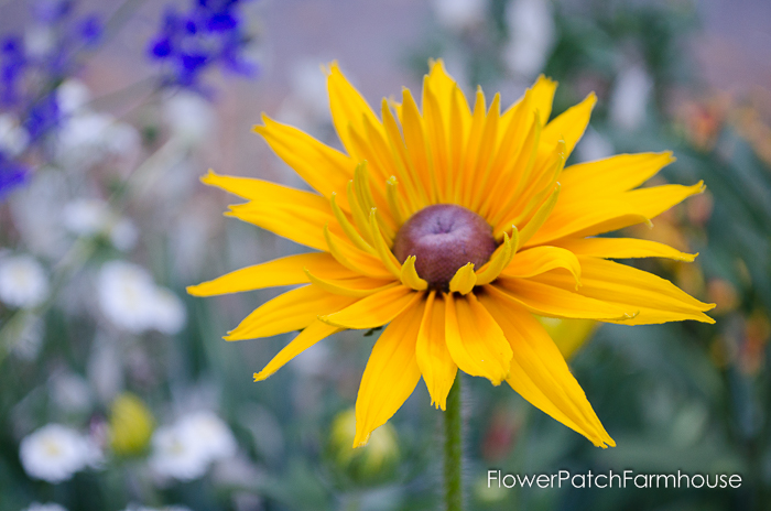 How to Grow Black Eyed Susans, easy flowers for your cottage garden. Easily reseeds for years of enjoyment and ease. FlowerPatchFarmhouse.com