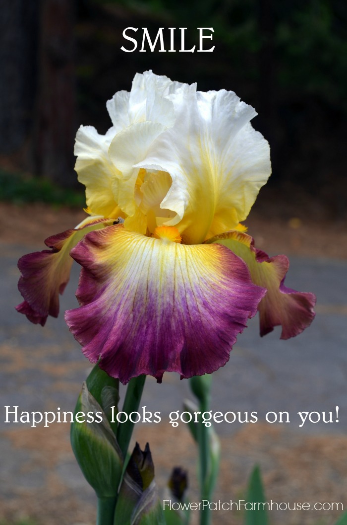 Smile, Happiness Looks Gorgeous on You, FlowerPatchFarmhouse.com