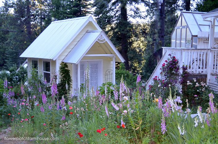 How to grow Foxgloves in your Cottage Garden, FlowerPatchFarmhouse.com