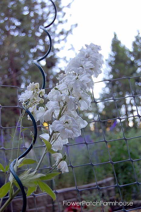 white delphinium, FlowerPatchFarmhouse.com