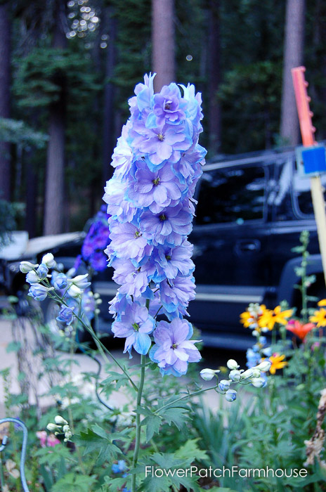 How to Grow Delphiniums from Seed (5 of 15)