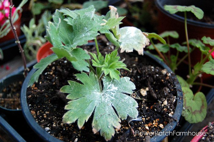 How to Grow Delphiniums from Seed, Delphinium seedling in pot in greenhouse