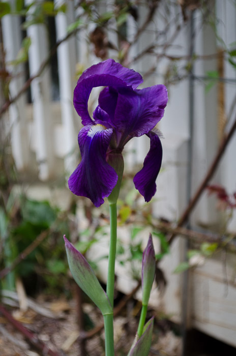 Purple Iris, Flower Patch Farmhouse