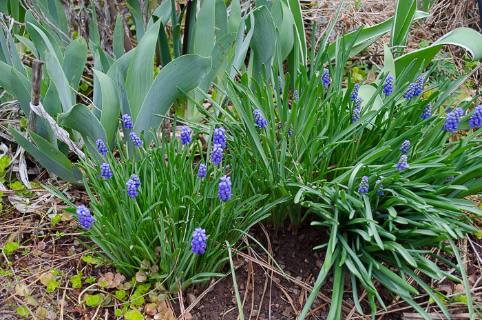 Grape Hyacinths, Flower Patch Farmhouse.com