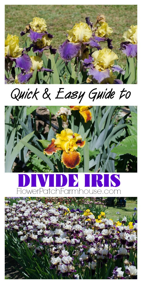 Quick and Easy guide to Divide your Iris, it is healthy for them and you get more fabulous blooms.  FlowerPatchFarmhouse.com