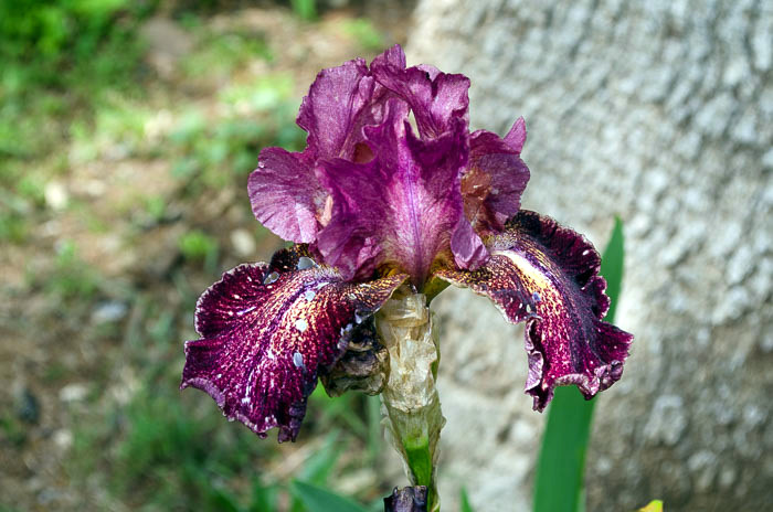 Color Tart Iris, FlowerPatchFarmhouse.com