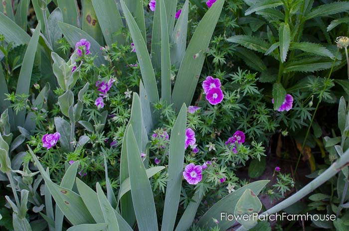 Elke Hardy or Cranesbill geranium