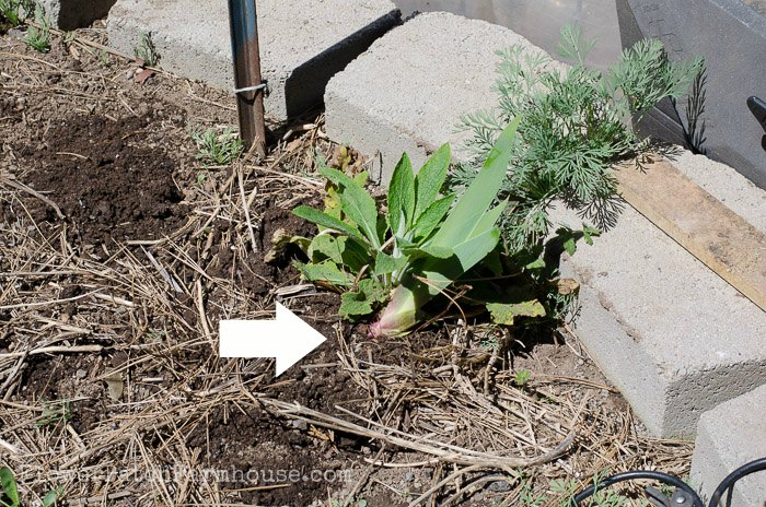 How to Divide Iris in Spring replanted, FlowerPatchFarmhouse.com