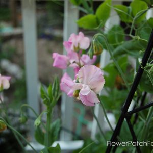 How to Grow Sweet Peas, FlowerPatchFarmhouse.com (2 of 5)
