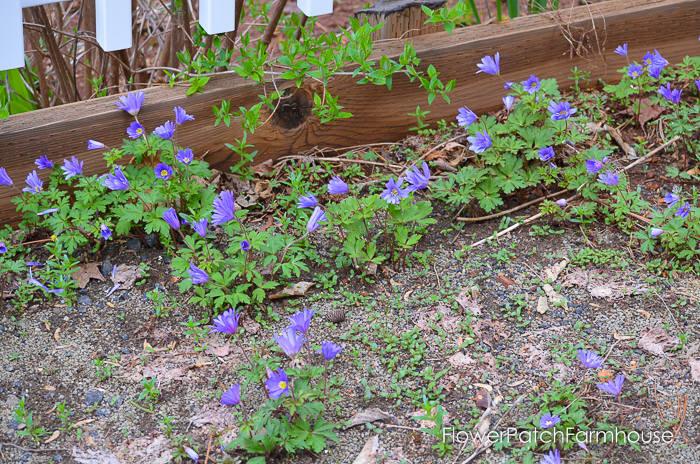 Spring in White Pines April 2016, FlowerPatchFarmhouse.com (11 of 60)