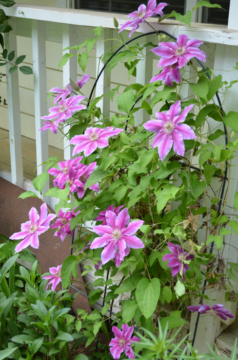 Killian Donahue Clematis, How to Grow Clematis and care for them for maximum bloom