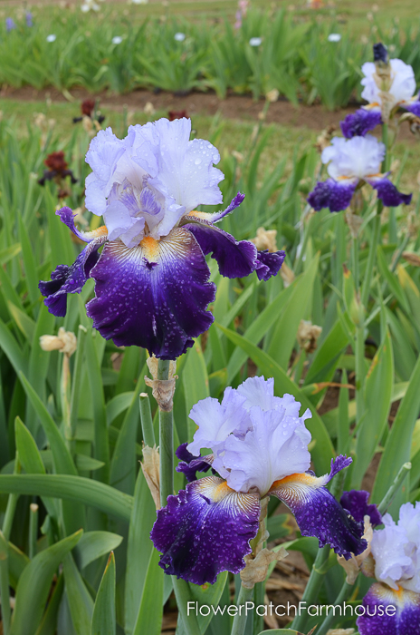 Bob's Pride, Superstition Iris Gardens