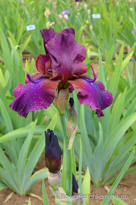 Purple People Eater, Superstition Iris Gardens