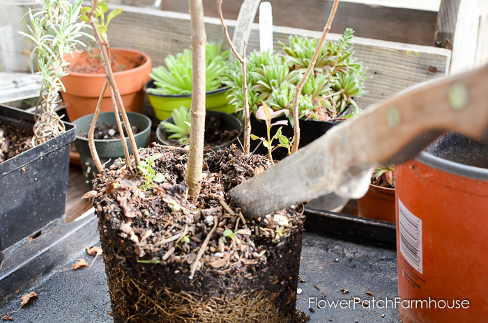 How to Propagate Lilacs from Suckers, easy enough if you have a sharp shovel and a bit of muscle. 