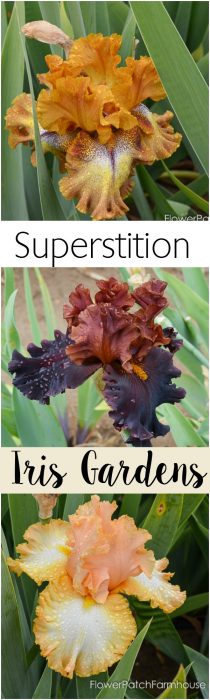 Superstition Iris Gardens, a place to find gorgeous Iris at a great price. 