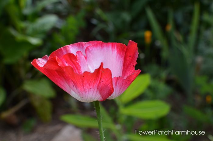 Poppy, mid June in the Garden