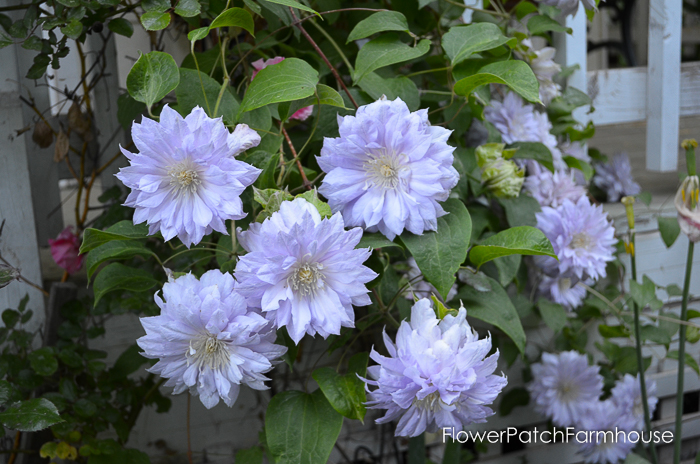 How to Grow Clematis and get a long bloom time