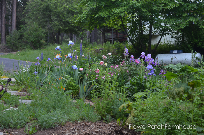 iris and roses in a border