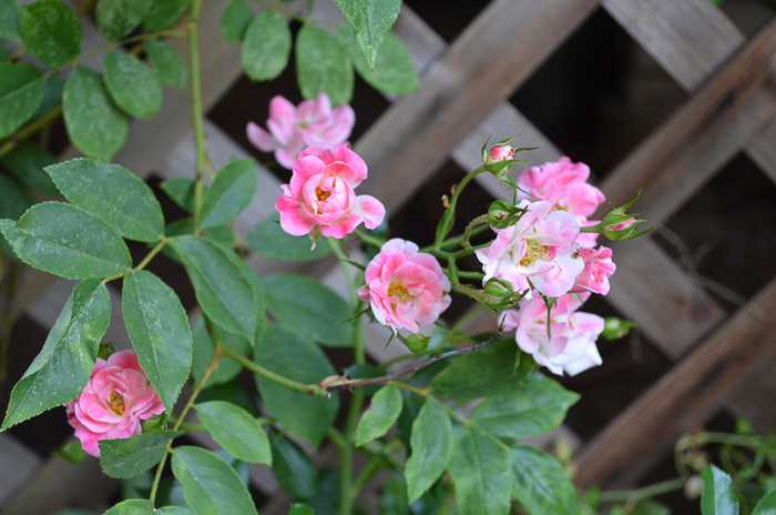 Late Summer Garden 2016, Sixteen Candles rose