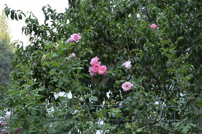 Late Summer Garden 2016