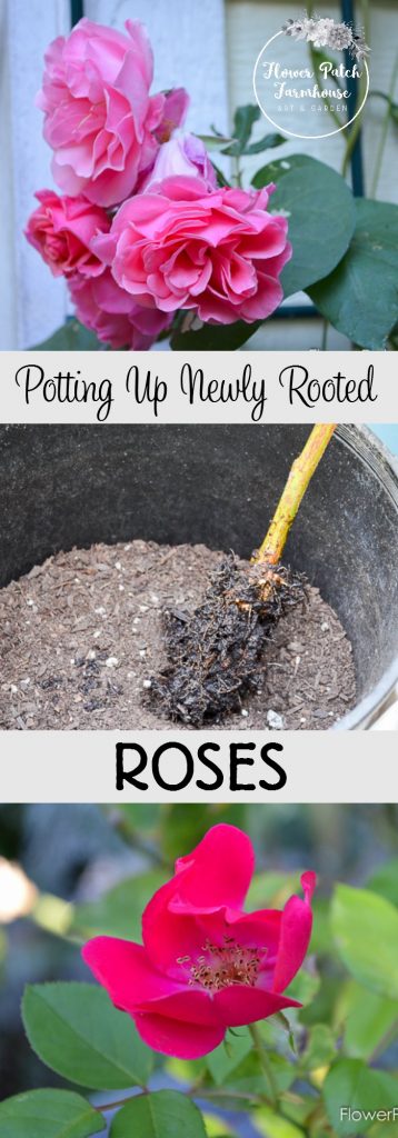 Potting Up Newly Rooted Roses. Air layering is a fast and fun way to propagate roses. Here is how to pot up your new roses.
