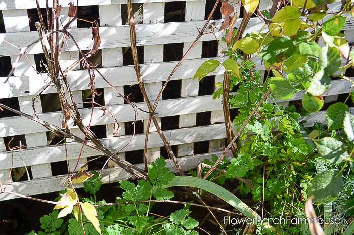 Prune Clematis to Refurbish and get Top to Bottom Blooms