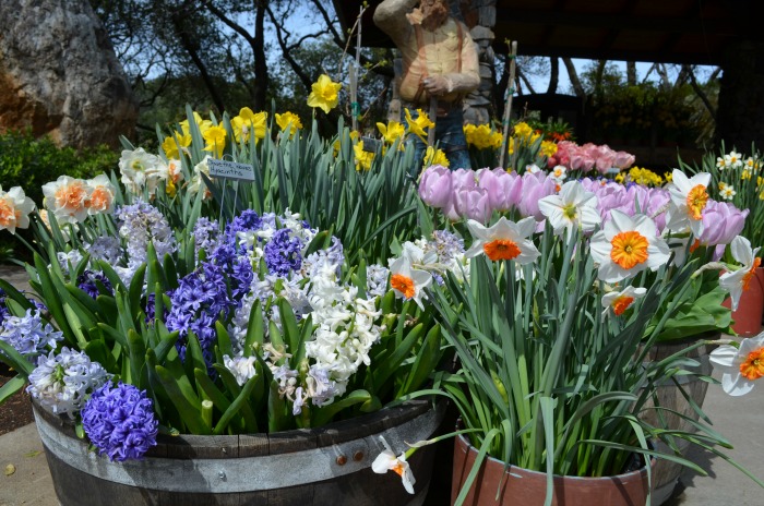 half wine barrels filled with spring flowers 