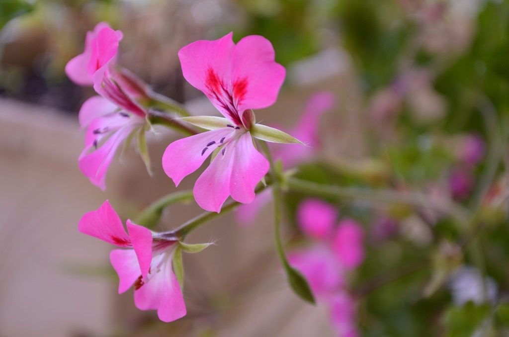 trailing geraniums 