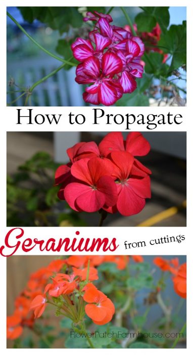 How to propagate zonal geraniums (aka Pelargoniums) by rooting cuttings, so easy and fun. FlowerPatchFarmhouse.com