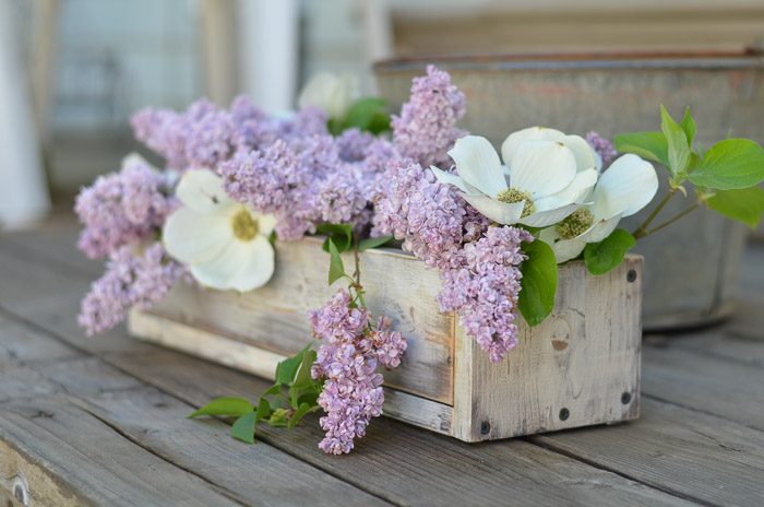 How to Grow Lilacs from Cuttings, FlowerPatchFarmhouse.com