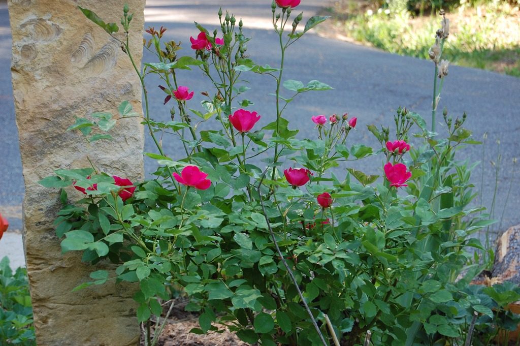 vintage rose Kirsten Poulson, covered in deep pink roses growing in a garden next to a road