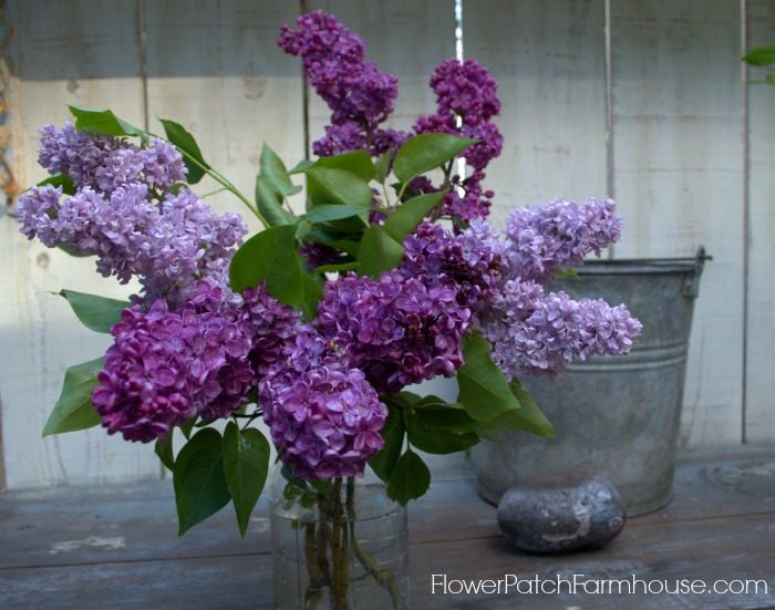 How to Propagate Lilacs by cuttings, FlowerPatchFarmhouse.com
