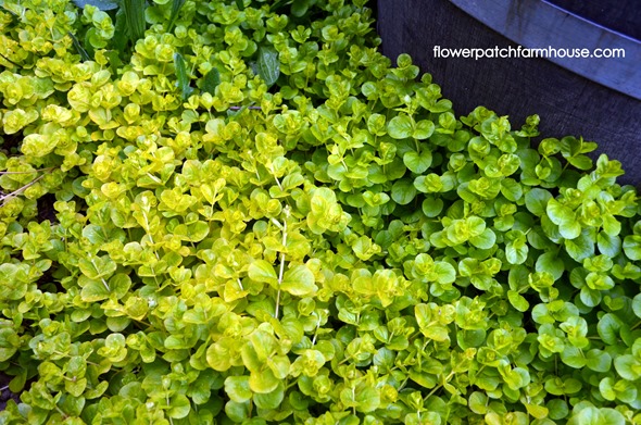 creeping jenny