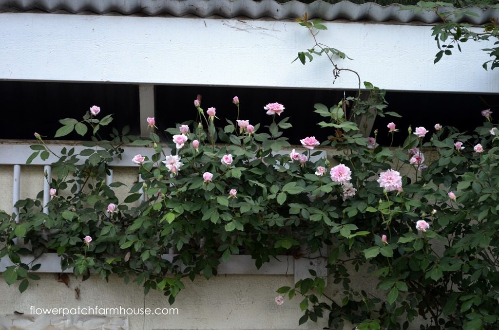 rambler rose climbing a small building