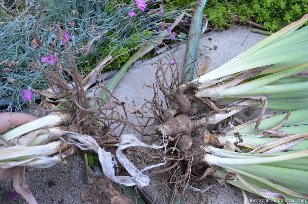 splitting Iris bulbs before transplanting