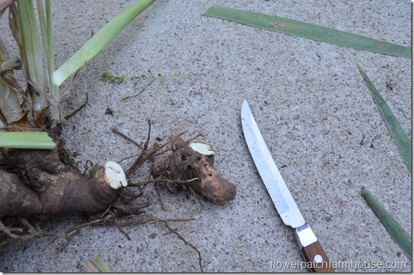 how I separate my iris, how to divide iris rhizomes