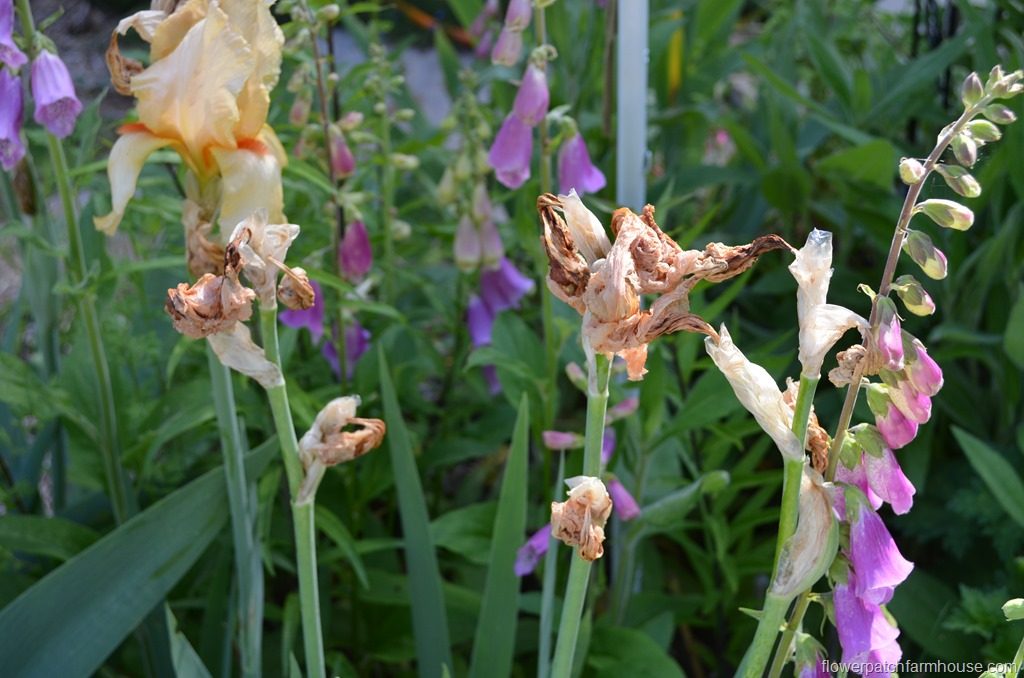 iris stems after bloom