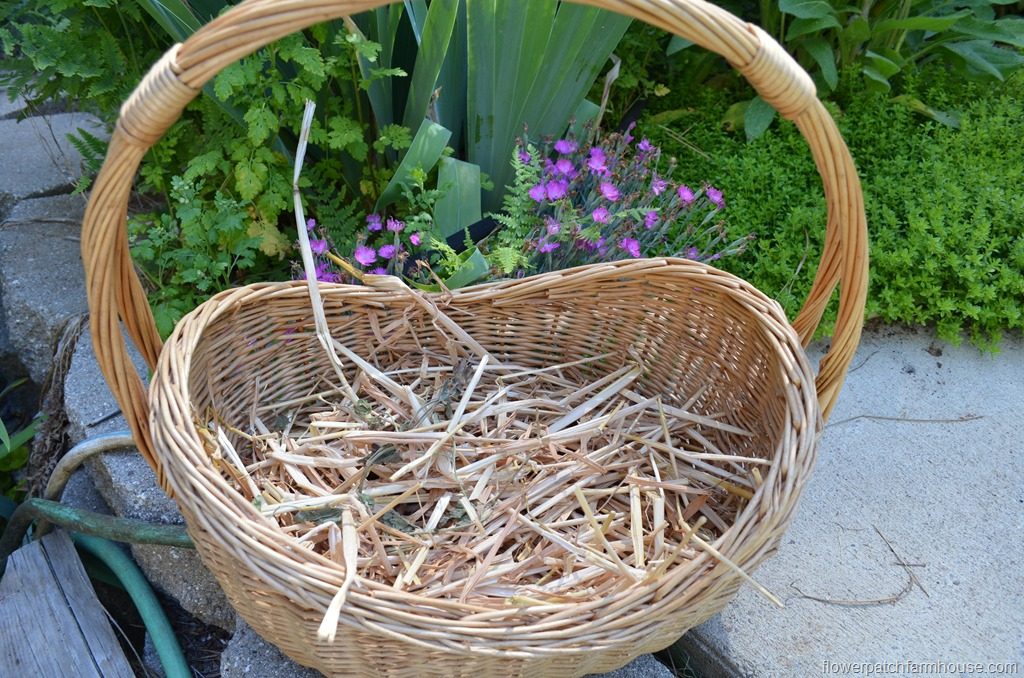 basket of straw prepared for Iris bulbs to cure in