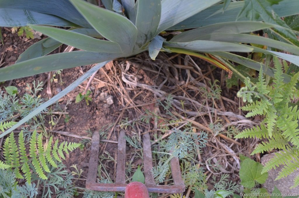 garden fork poised to dig up overgrown Iris clump