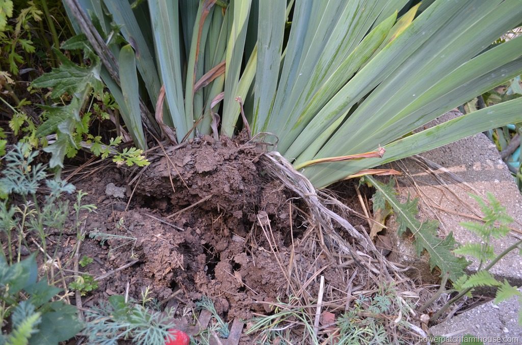 clump of Iris to divide and plant