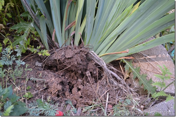 how I separate my iris, how to divide iris rhizomes